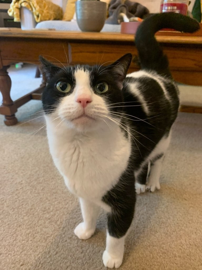 Tips on how to help an anxious cat My Three Cats